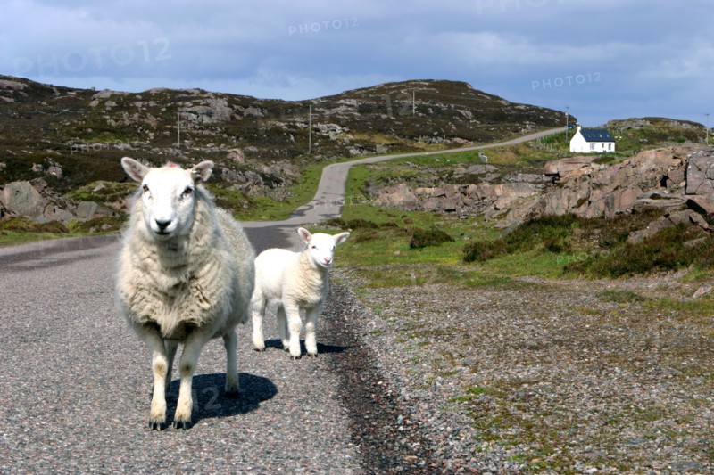 Sheep and lamb, Applecross Peninsula, Highland, Scotland.
