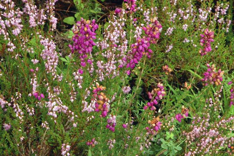 Heather, Scotland.
