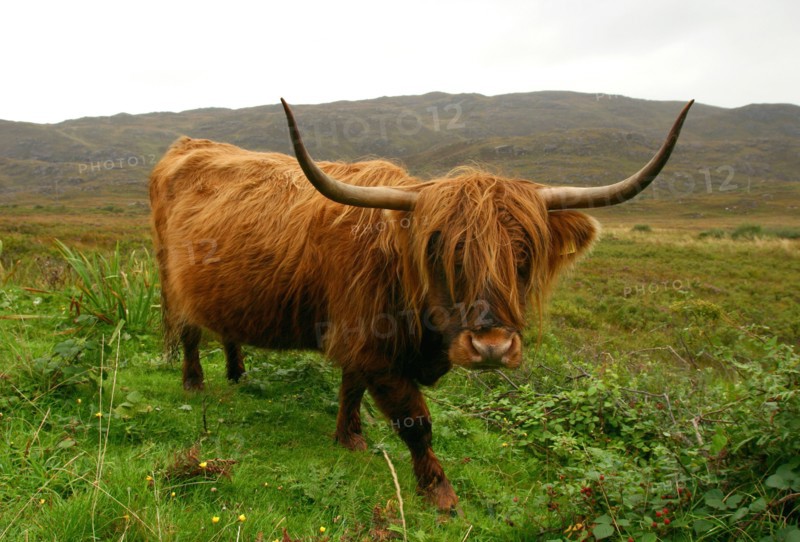 Highland cattle, Scotland.