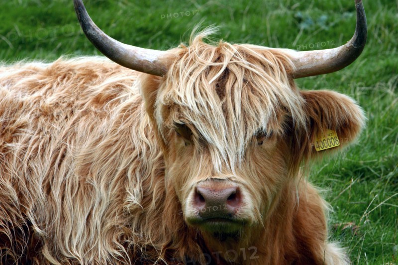 Highland cattle, Scotland.