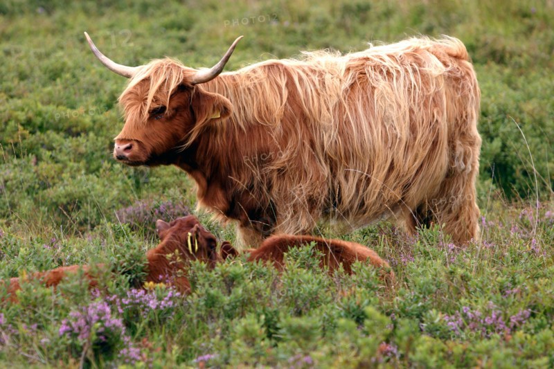 Highland cattle, Scotland.