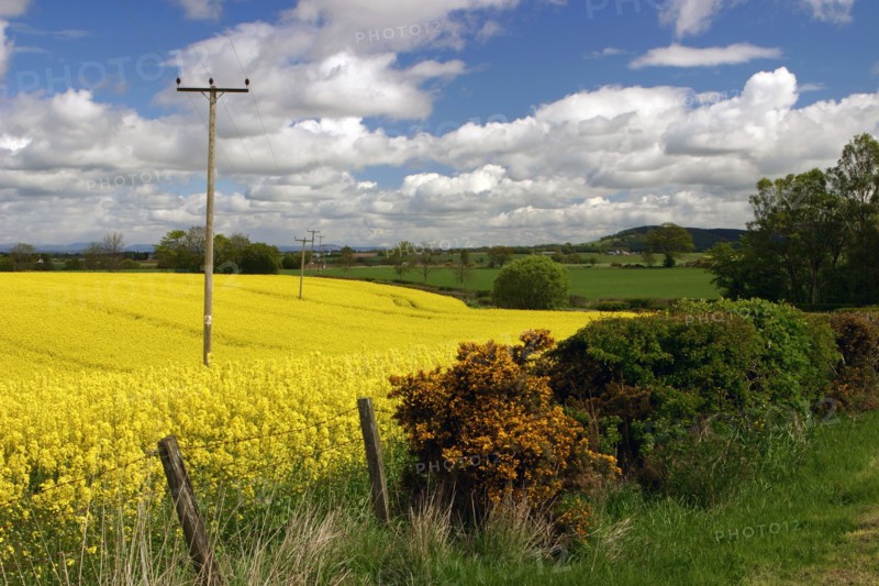 Rape seed field.