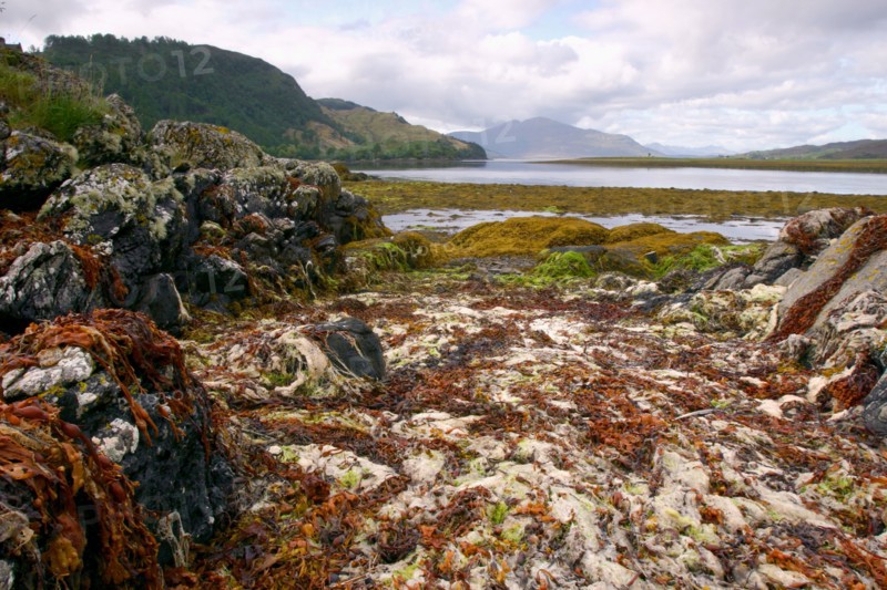 Seaweed near Eilean Donan Castle, Highland, Scotland.