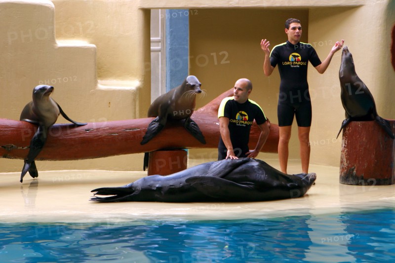 Sea lion show, Loro Parque, Tenerife, Canary Islands, 2007.