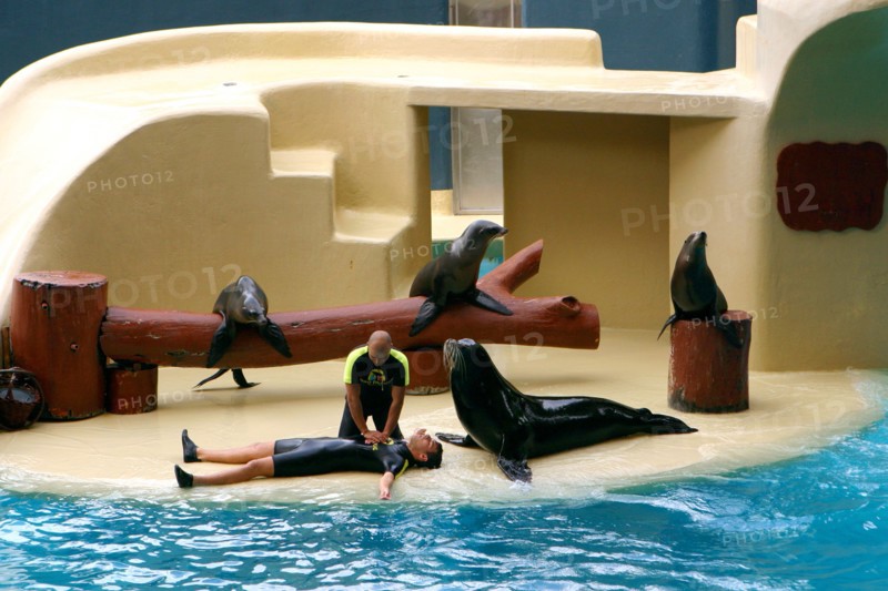 Sea lion show, Loro Parque, Tenerife, Canary Islands, 2007.