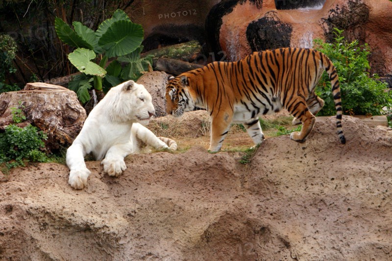Tigers, Loro Parque, Tenerife, Canary Islands, 2007.