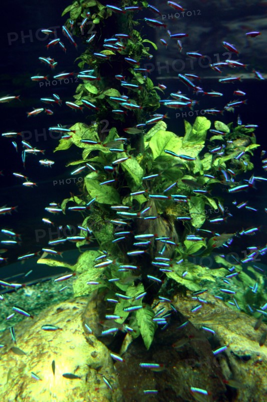 Aquarium, Loro Parque, Tenerife, Canary Islands, 2007.