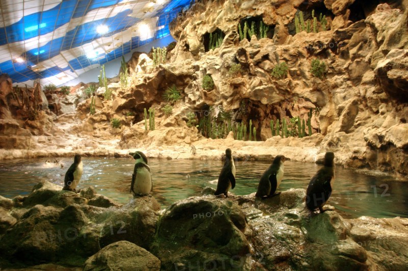 Penguins, Loro Parque, Tenerife, Canary Islands, 2007.