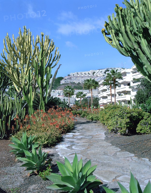 Cactus garden, Puerto Rico, Gran Canaria, Canary Islands.