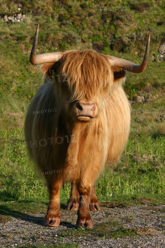 Highland cattle, Scotland.