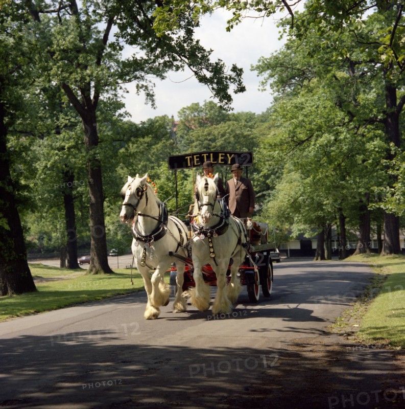 Tetley shire horses, Roundhay Park, Leeds, West Yorkshire, 1968.  Artist: Michael Walters