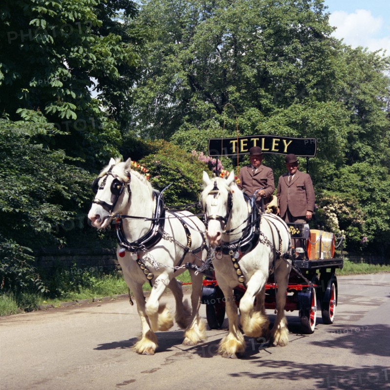 Tetley shire horses, Roundhay Park, Leeds, West Yorkshire, 1968.  Artist: Michael Walters