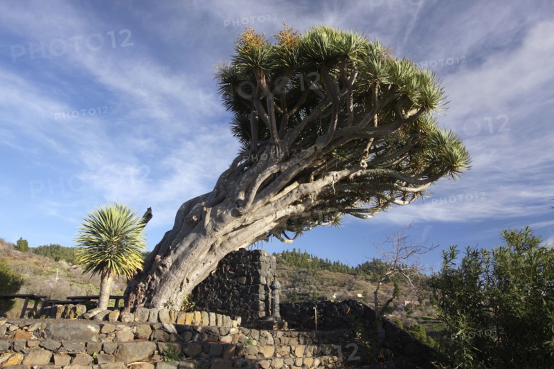 Dragon tree, La Palma, Canary Islands, Spain, 2009.