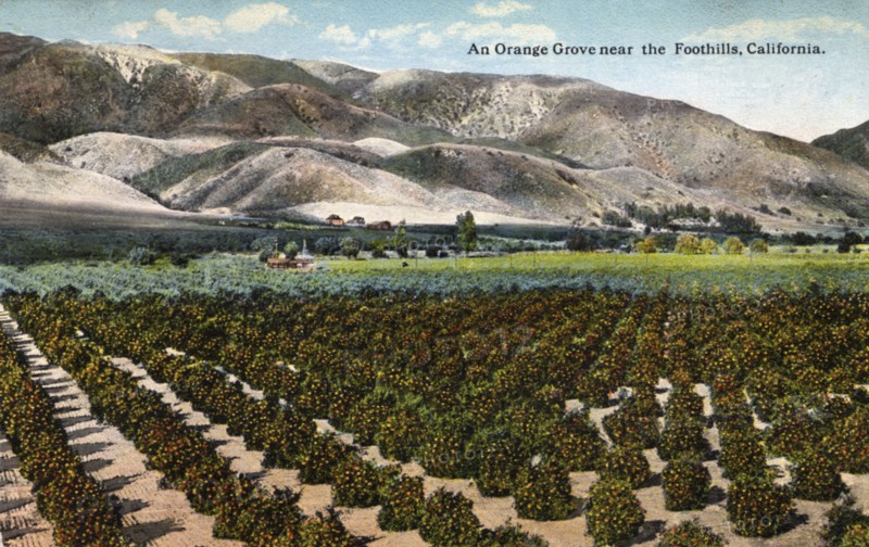 'An Orange Grove near the Foothills, California', 1915. Artist: Unknown