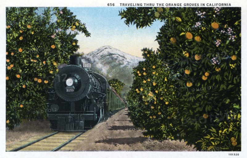 'Traveling through the Orange Groves in California', USA, 1924. Artist: Unknown