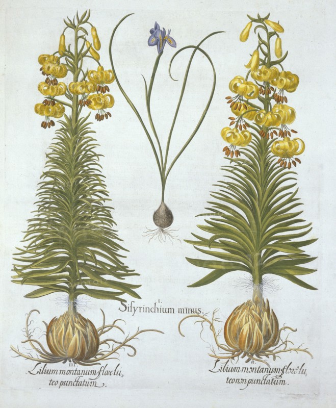 Yellow Turkscap Lily with bulb and Dwarf Blue-Eyed Grass,, from 'Hortus Eystettensis', by Basil Besl