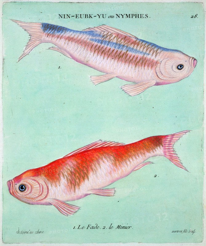 Chinese goldfish, 18th century. Artist: Francois  Nicholas Martinet