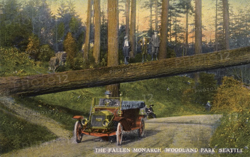The 'Fallen Monarch', Woodland Park, Seattle, Washington, USA, 1911. Artist: Unknown
