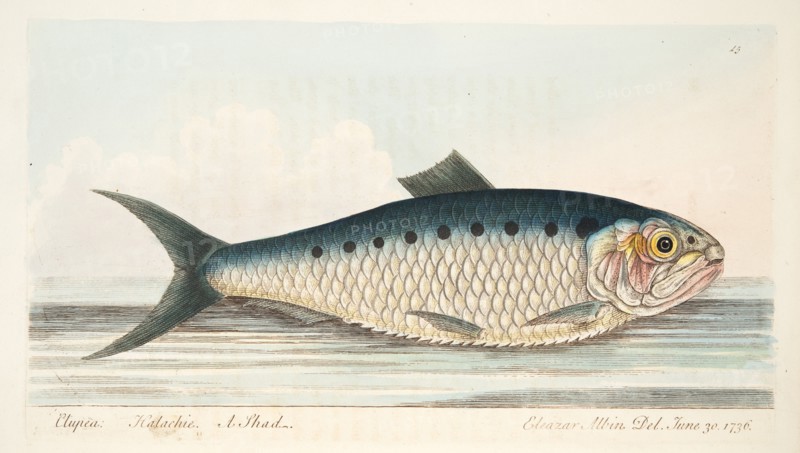 The Shad, from A Treatise on Fish and Fish-ponds, pub. 1832 (hand coloured engraving)