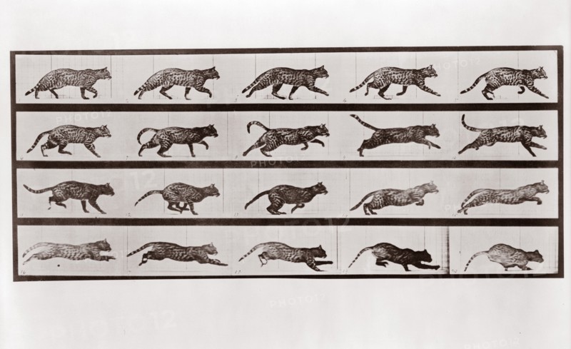 Cat Trotting and galloping, Plate 717 from Animal Locomotion, 1887 (photograph)