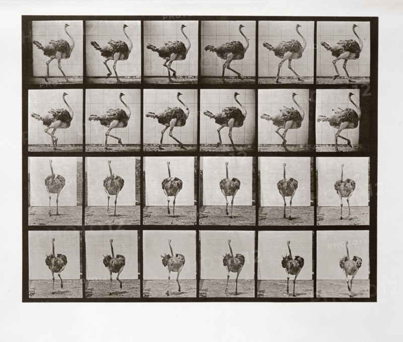 Ostrich Running, Plate 772 from Animal Locomotion, 1887 (photograph)