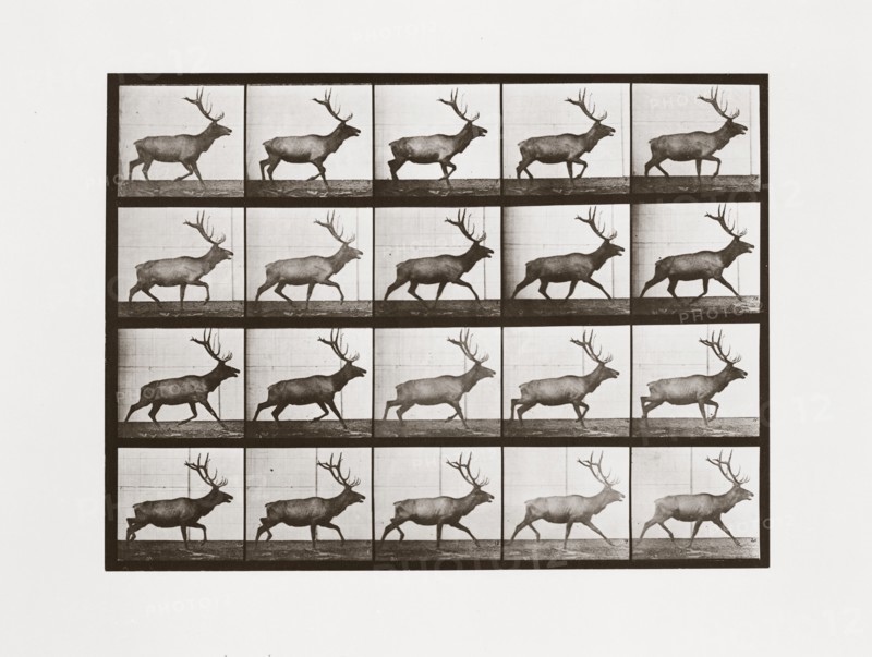 Elk, Plate 692 from Animal Locomotion, 1887 (photograph)