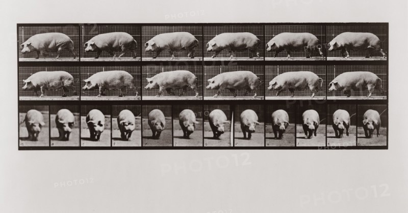 Pig walking, Plate 673 from Animal Locomotion, 1887 (photograph)