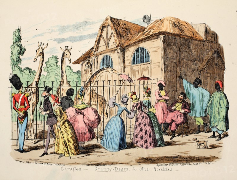 Giraffes - Granny Dears and Other Novelties, 1886.