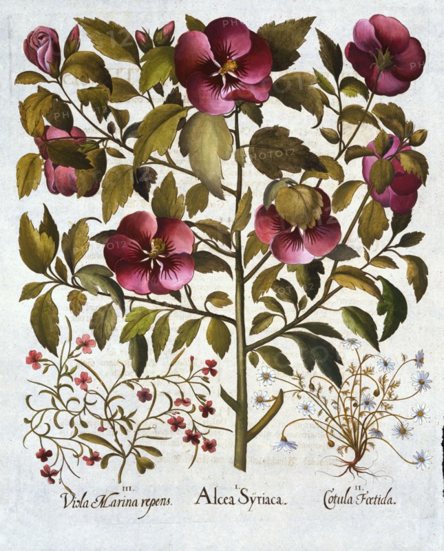 Hibiscus syriacus, Stinking Camomile and from 'Hortus Eystettensis', by Basil Besler (1561-1629) pub