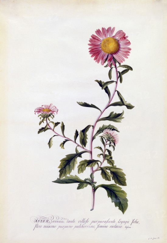 Aster, c. 1743 (hand coloured engraving). Creator: "Georg Dionysius Ehret (1710 - 70); Ehret, Georg Dionysius (1710-1770)".