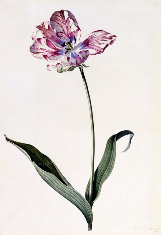 Tulip, c. 1745 (hand coloured engraving). Creator: "Georg Dionysius Ehret (1710 - 70); Ehret, Georg Dionysius (1710-1770)".