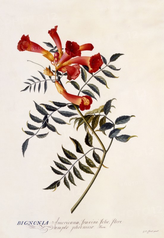 Bignonia Americana, c. 1743 (hand coloured engraving). Creator: "Georg Dionysius Ehret (1710 - 70); Ehret, Georg Dionysius (1710-1770)".