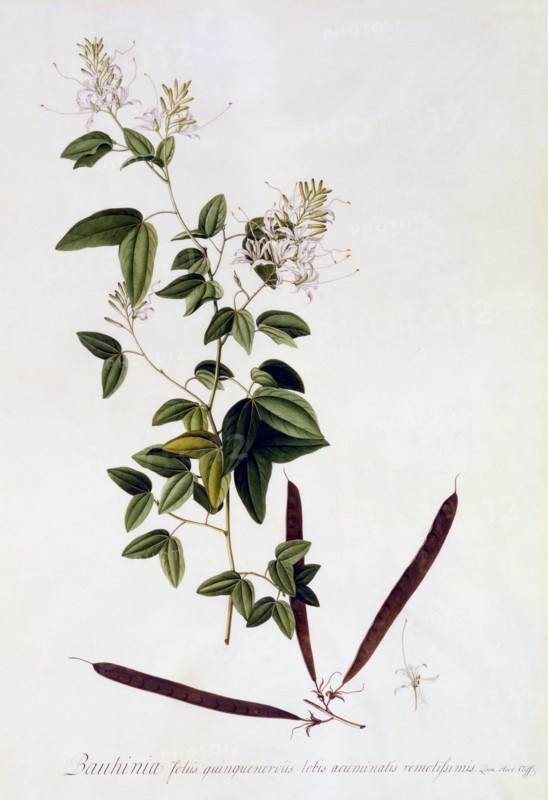 Bauhinia, c. 1745 (hand coloured engraving). Creator: "Georg Dionysius Ehret (1710 - 70); Ehret, Georg Dionysius (1710-1770)".
