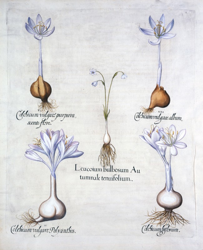 Autumn Snowflake and Meadow Saffrons, from 'Hortus Eystettensis', by Basil Besler (1561-1629), pub.