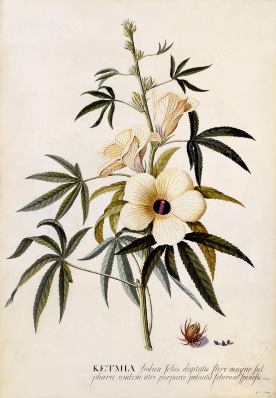 Ketmia, c. 1742 (hand coloured engraving). Creator: "Georg Dionysius Ehret (1710 - 70); Ehret, Georg Dionysius (1710-1770)".