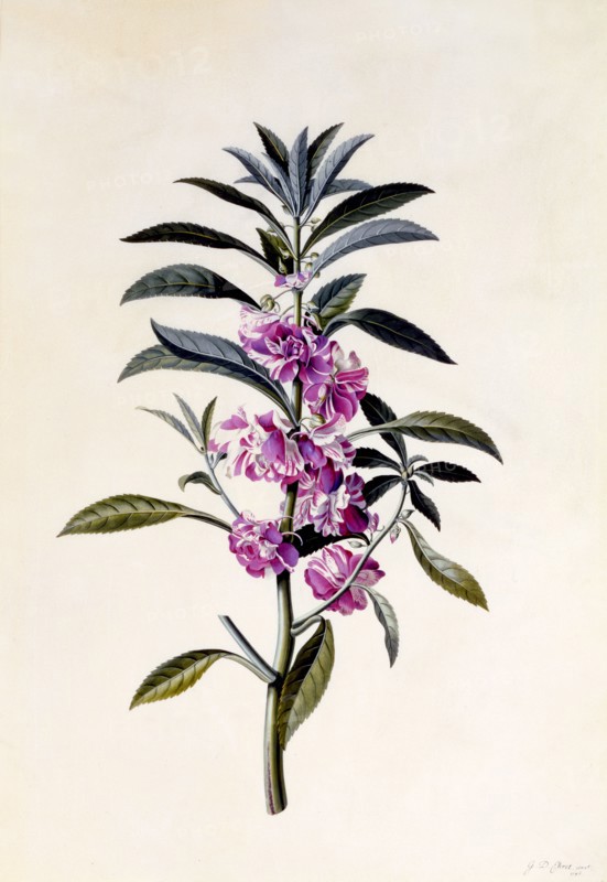 Garden Balsam (Impatiens Balsamina), c. 1746 (hand coloured engraving). Creator: "Georg Dionysius Ehret (1710 - 70); Ehret, Georg Dionysius (1710-1770)".