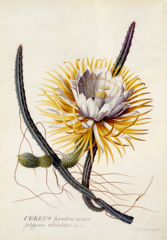 Cereus (Queen of the Night), c. 1744 (hand coloured engraving). Creator: "Georg Dionysius Ehret (1710 - 70); Ehret, Georg Dionysius (1710-1770)".