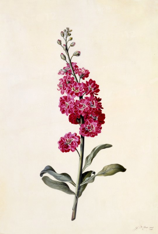 Stock (Matthiola Incana), c. 1746 (hand coloured engraving). Creator: "Georg Dionysius Ehret (1710 - 70); Ehret, Georg Dionysius (1710-1770)".