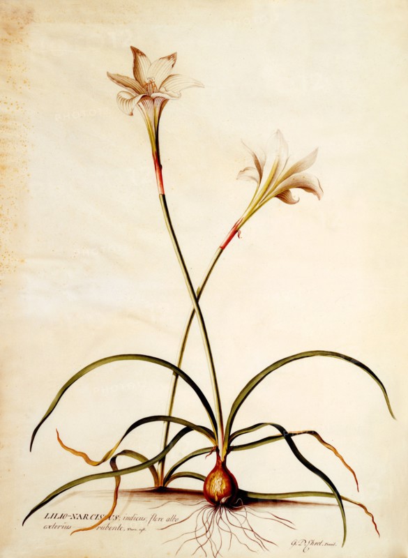Lilio Narcissus, c. 1745 9hand coloured engraving). Creator: "Georg Dionysius Ehret (1710 - 70); Ehret, Georg Dionysius (1710-1770)".