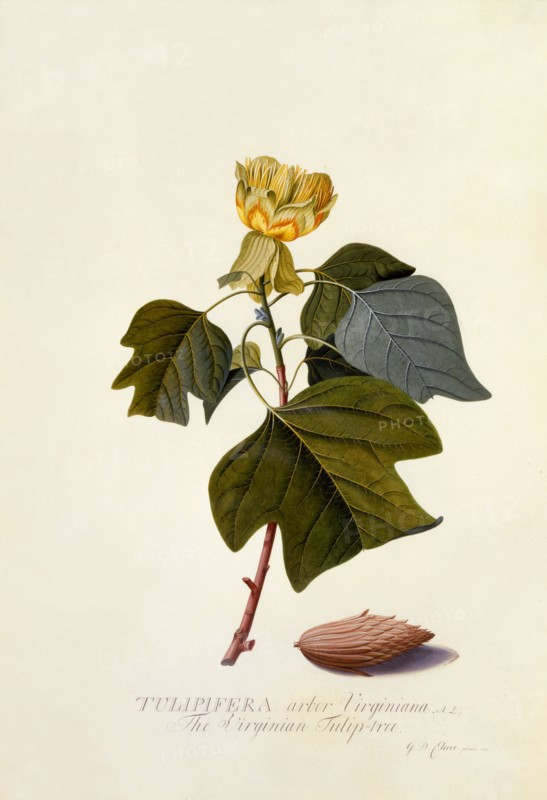 The Virginian Tulip Tree, c. 1743 (hand coloured engraving). Creator: "Georg Dionysius Ehret (1710 - 70); Ehret, Georg Dionysius (1710-1770)".