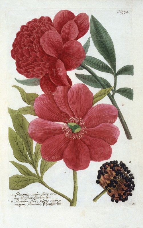 Paeonia, (hand coloured engraving). Creator: "Georg Dionysius Ehret (1710 - 70); Ehret, Georg Dionysius (1710-1770)".
