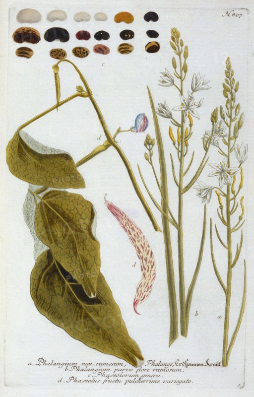 Phalangium, 1737 (hand coloured engraving). Creator: "Georg Dionysius Ehret (1710 - 70); Ehret, Georg Dionysius (1710-1770)".