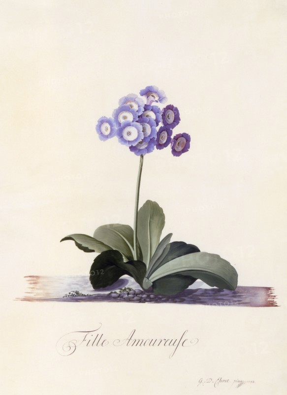 Garden Auricula  "Fille Amoureuse", c. 1743 (hand coloured engraving). Creator: "Georg Dionysius Ehret (1710 - 70); Ehret, Georg Dionysius (1710-1770)".