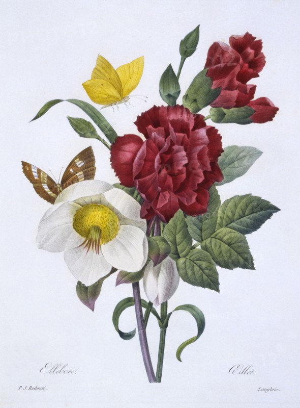 Ellebore et Oeillet,  1829.
