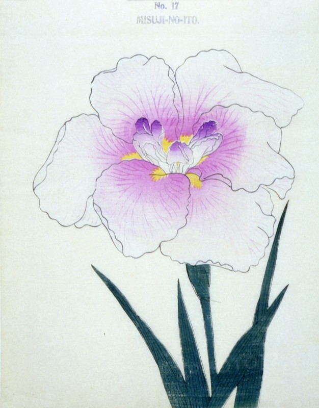 Misuji-No-Ito, No. 17.