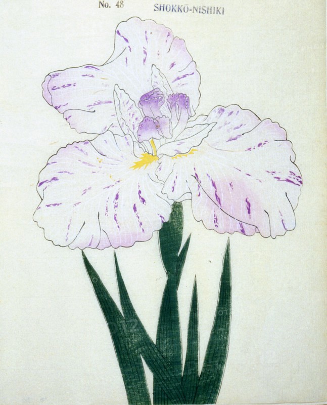 Shokko-Nishiki, No. 48.