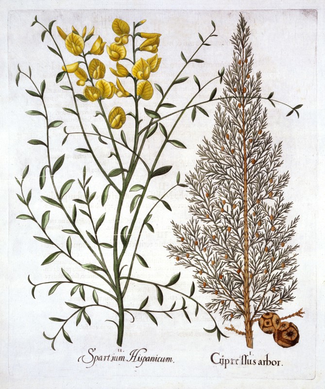 Italian Cypress and Spanish Broom, from 'Hortus Eystettensis', by Basil Besler (1561-1629), pub. 161