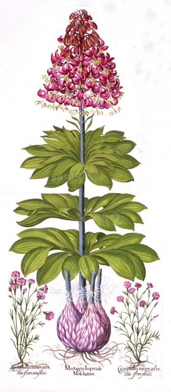 Turk's Cap Lily and Dianthus, from 'Hortus Eystettensis', by Basil Besler (1561-1629), pub. 1613 (ha