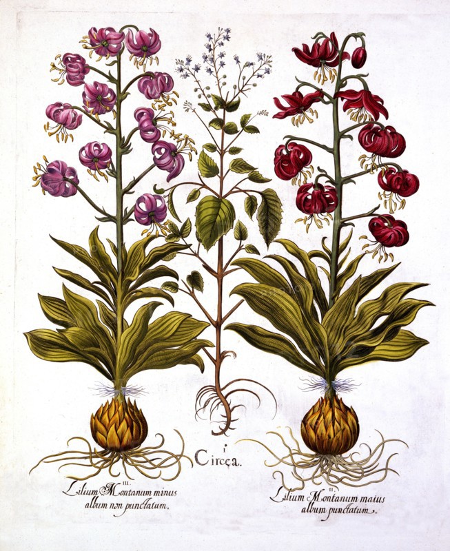 Turk's Cap Lily and Enchanter's Nightshade, from 'Hortus Eystettensis', by Basil Besler (1561-1629),