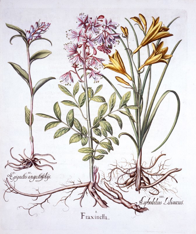 Dittany, White Helleborine and Yellow Day Lily, from 'Hortus Eystettensis', by Basil Besler (1561-16